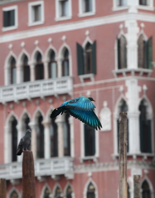 Julian Charrière — SOME PIGEONS ARE MORE EQUAL THAN OTHERS